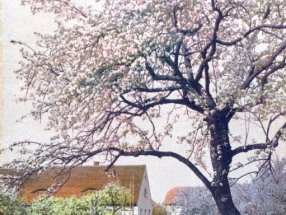 Obstblüte